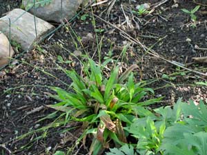 Seersucker Sedge, Plantainleaf Sedge /
Carex plantaginea