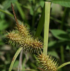 Shallow Sedge, Lurid Sedge /
Carex lurida