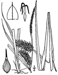 Shallow Sedge, Lurid Sedge /
Carex lurida