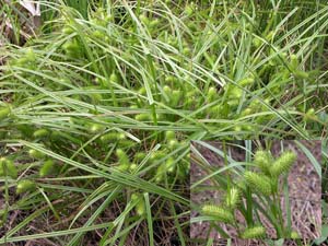 Shallow Sedge, Lurid Sedge /
Carex lurida