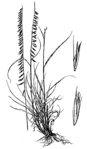 Side Oats Grama /
Bouteloua curtipendula
