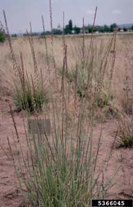 Side Oats Grama /
Bouteloua curtipendula