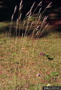 Silky Oatgrass, Downy Danthonia /
Danthonia sericea