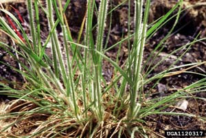 Silky Oatgrass, Downy Danthonia /
Danthonia sericea