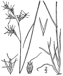 Silky Oatgrass, Downy Danthonia /
Danthonia sericea