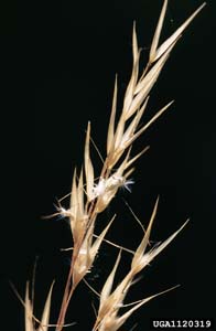Silky Oatgrass, Downy Danthonia /
Danthonia sericea