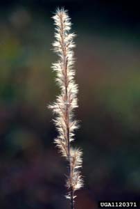 Silver Plumegrass /
Saccharum alopecuroides
(Syn. Saccharum alopecuroidum,
Erianthus alopecuroides)