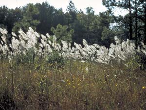 Silver Plumegrass /
Saccharum alopecuroides
(Syn. Saccharum alopecuroidum,
Erianthus alopecuroides)