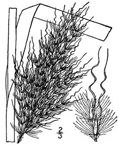 Silver Plumegrass /
Saccharum alopecuroides
(Syn. Saccharum alopecuroidum,
Erianthus alopecuroides)