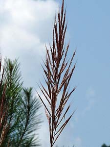 Silver Plumegrass /
Saccharum alopecuroides
(Syn. Saccharum alopecuroidum,
Erianthus alopecuroides)