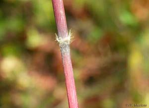 Silver Plumegrass /
Saccharum alopecuroides
(Syn. Saccharum alopecuroidum,
Erianthus alopecuroides)