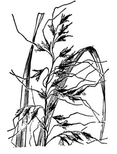 Slender Indian Grass /
Sorghastrum elliottii