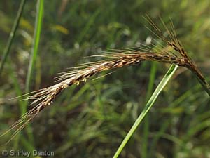 Slender Indian Grass /
Sorghastrum elliottii