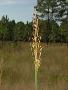 Yellow Indian Grass /
Sorghastrum nutans