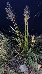 Yellow Indian Grass /
Sorghastrum nutans