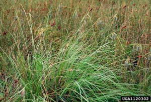 Southern Waxy Sedge /
Carex glaucescens