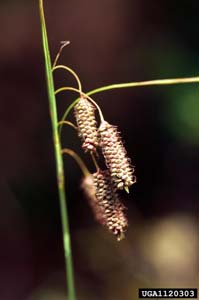 Southern Waxy Sedge /
Carex glaucescens