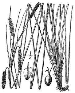 Southern Waxy Sedge /
Carex glaucescens