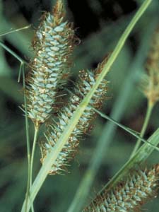 Southern Waxy Sedge /
Carex glaucescens