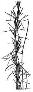 Southern Wiregrass, Beyrich Threeawn / Aristida stricta var. beyrichiana
(Syn. Aristida beyrichiana)