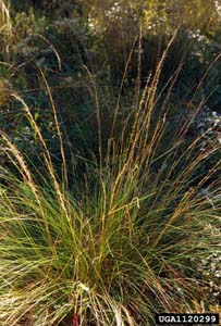 Southern Wiregrass, Beyrich Threeawn / Aristida stricta var. beyrichiana
(Syn. Aristida beyrichiana)