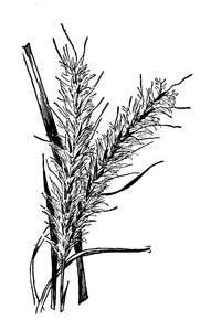 Splitbeard Bluestem, Silver Bluestem / Andropogon ternarius