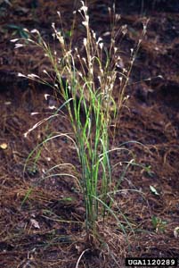 Splitbeard Bluestem, Silver Bluestem / Andropogon ternarius