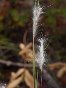 Splitbeard Bluestem, Silver Bluestem / Andropogon ternarius