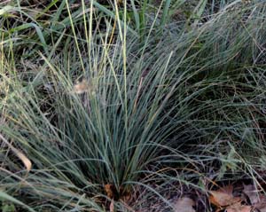 Prairie Dropseed /
Sporobolus heterolepis