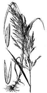 Sweet Wood Reed, Stout Wood Reed /
Cinna arundinacea