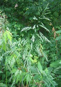 Sweet Wood Reed, Stout Wood Reed /
Cinna arundinacea