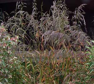Sweet Wood Reed, Stout Wood Reed /
Cinna arundinacea