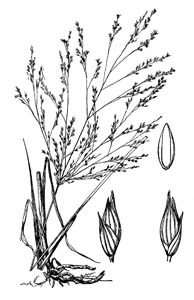 Switchgrass /
Panicum virgatum