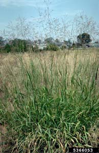 Switchgrass /
Panicum virgatum
