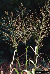Switchgrass /
Panicum virgatum
