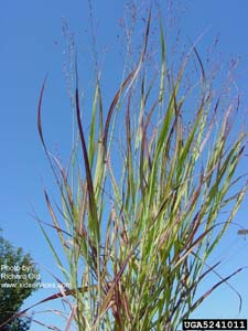 Switchgrass /
Panicum virgatum