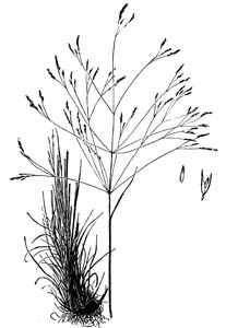 Ticklegrass, Small Bentgrass,
Winter Bentgrass /
Agrostis hyemalis