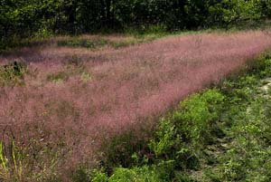 Ticklegrass, Small Bentgrass,
Winter Bentgrass /
Agrostis hyemalis