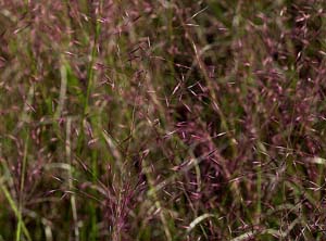 Ticklegrass, Small Bentgrass,
Winter Bentgrass /
Agrostis hyemalis