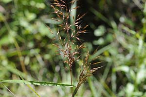 Purpletop, Purpletop Tridens /
Tridens flavus