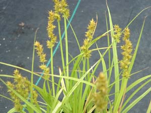 Tussock Sedge, Upright Sedge /
Carex stricta