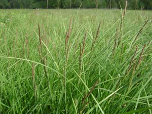 Tussock Sedge, Upright Sedge /
Carex stricta