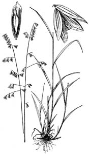 Two-flower Melicgrass /
Melica mutica