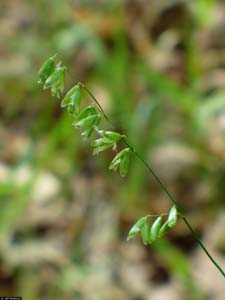Two-flower Melicgrass /
Melica mutica