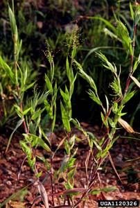 Velvet Panicum, Velvet Witchgrass /
Dichanthelium scoparium