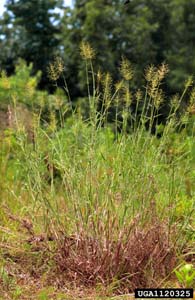 Velvet Panicum, Velvet Witchgrass /
Dichanthelium scoparium