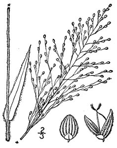Velvet Panicum, Velvet Witchgrass /
Dichanthelium scoparium