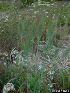 Virginia Wild Rye /
Elymus virginicus