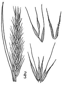 Virginia Wild Rye /
Elymus virginicus