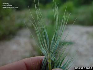 Virginia Wild Rye /
Elymus virginicus